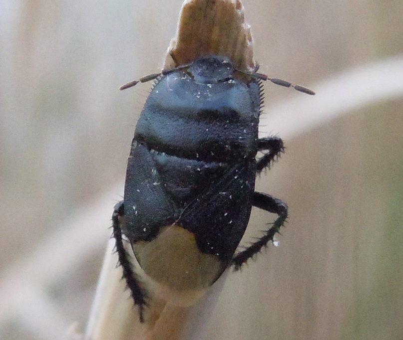 Cydnus aterrimus  (Cydnidae)